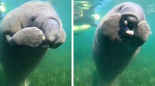 Image result for Cute Manatee