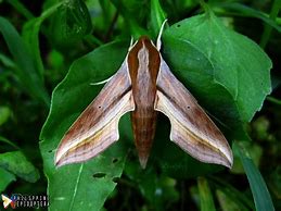 Image result for Sphingine Moth