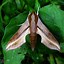 Image result for Sphingine Moth