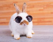 Image result for Super Cute Baby Bunnies