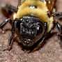 Image result for What Do Carpenter Bees Look Like