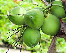 Image result for elocone nut tree