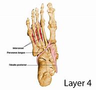 Image result for Plantar Arch of Foot