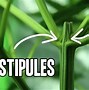 Image result for Male vs Female Cannabis Plant