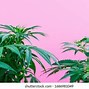 Image result for Pink Marijuana Leaf Katana