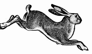 Image result for Leaping Hare Datsun