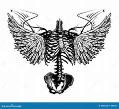 Image result for Angel Skeleton Found