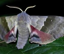 Image result for Large Ohio Moth