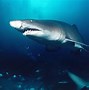 Image result for Dangerous Sea Life