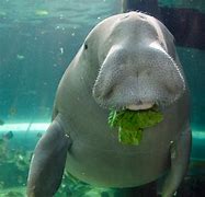 Image result for Cute Dugong Babies