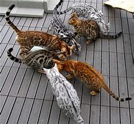 Image result for Bengal Animal