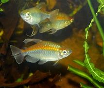 Image result for Congo Tetra