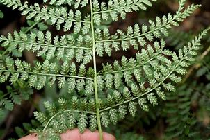 Image result for Athyrium Fern Seeds