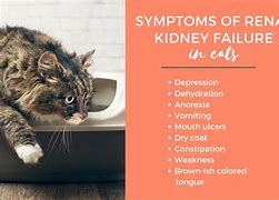 Image result for Cat Kidney Disease Symptoms