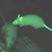 Image result for Fluroscent Mice Glass