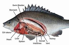 Image result for perch anatomy