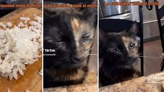 Image result for Michi Gato