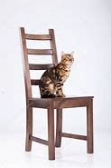 Image result for Cat On Chair