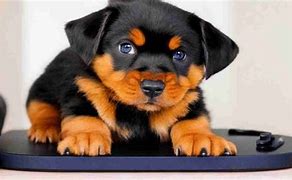 Image result for Rottweiler Growth Chart