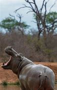 Image result for Hippo On Land