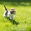 Image result for Kitten Spring Flowers