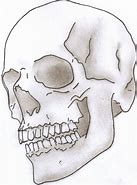 Image result for 3 4. Profile Skull Drawing