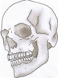 Image result for Detailed Skull Drawing