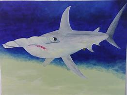 Image result for Baby Hammerhead