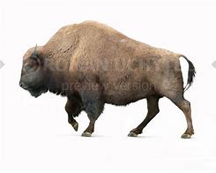 Image result for Bison Occidentalis