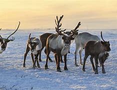 Image result for Difference in Caribou and Reindeer