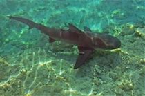 Image result for Bull Shark Pup