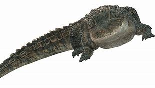 Image result for Alligator No Background