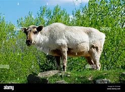 Image result for Female Caribou