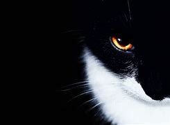 Image result for Cat Eyes Wallpaper