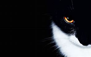 Image result for Cat Eyes Wallpaper