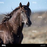 Image result for Liver Chestnut Horse