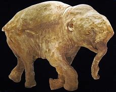 Image result for Mammoth Mummy