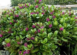 Image result for Plant Evergreen Shrubs