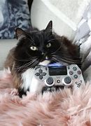 Image result for PlayStation Cat Game