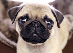 Image result for Tipos De Pug