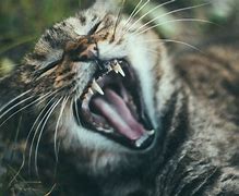 Image result for Ferocious Kitten