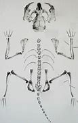 Image result for Rodent Bone Identification Chart