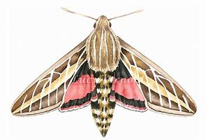 Image result for Sphingine Moth