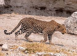 Image result for Botswana Leopard