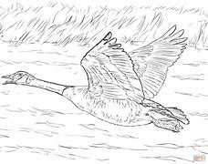 Image result for Goose In-Flight