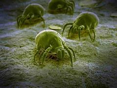 Image result for Dust Mites Visible