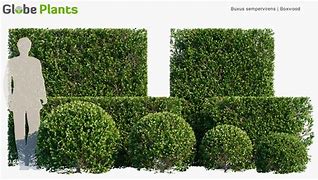 Image result for Boxwood Buxus Sempervirens