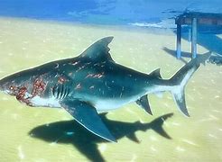 Image result for Bull Shark Pup