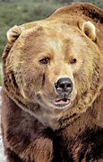 Image result for America Bear