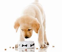 Image result for Puppy Eating Food